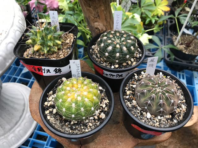 【期間限定セール】多肉植物、全品30%OFF!!