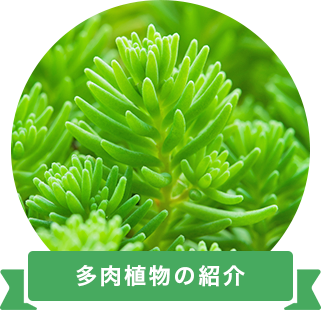 多肉植物の紹介